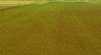 Santa Catarina é referência em inovações para arroz irrigado