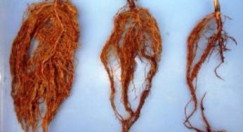 Simbiose lança NemaControl: biológico contra nematoide na soja
