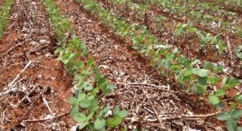 Dia Mundial do Solo: manejo microbiológico das terras é tendência na produção