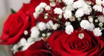 Agroflores promoverá encontro entre produtores do setor florista