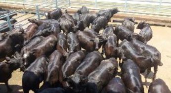 Animais abatidos em Rondônia impressionam e garantem 100% de bonificação