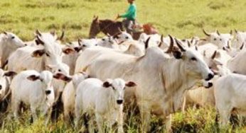 Tecnologias da DSM geram mais de uma arroba adicional por animal no confinamento