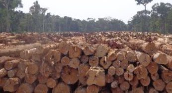 Desmatamento na Amazônia cresce 29% em um ano