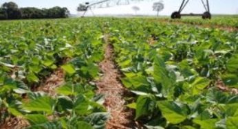 Safra brasileira deverá crescer 13,9% em 2017, diz IBGE