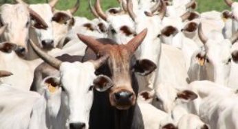 Santa Catarina tem a menor incidência de brucelose bovina do país