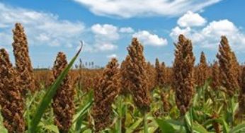 Produção de sorgo e lentilha entra na discussão de novas opções de cultura para Mato Grosso