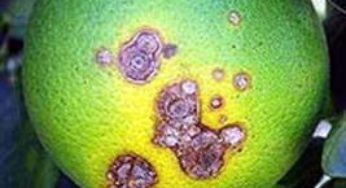 Citricultores poderão adotar sistema de mitigação de risco para controlar do cancro cítrico