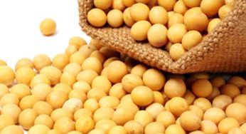Exportações mantém preço da soja em alta – Análise Agrolink