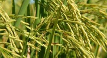 Plantio do arroz chega aos 100% no Rio Grande do Sul