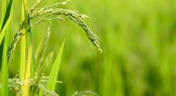DF: assentados gaúchos recebem sementes de arroz para cultivo, diz Conab