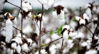 Produção de algodão em pluma deve crescer 20%