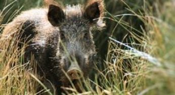 Javali é tema de debate na Associação Rural de Bagé