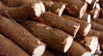 Produtores de mandioca conseguem lucro de 35% na venda da tonelada da raiz