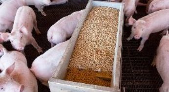 Produção de ração no Brasil fica estável em 2016 com impacto da escassez de milho