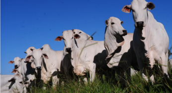 Boi gordo: mercado de lado e exigindo mais atenção do pecuarista