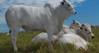 Consumo de carne bovina atípico não dá sustentação ao preço da arroba do boi gordo