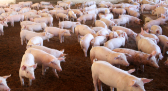Preços do suíno em alta na granja e no atacado