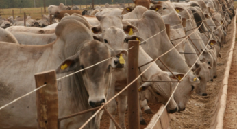 Mercado do boi gordo com baixa movimentação na última semana do ano