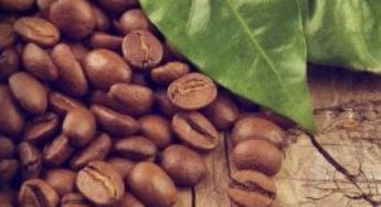 Café/Cepea: Indicador do arábica segue em queda, mas robusta se recupera