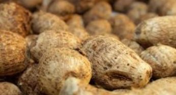 Agricultores familiares investem no cultivo de inhame em Rondônia