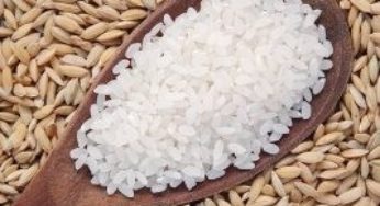 Arroz/Cepea: Com algumas indústrias ativas, cotação segue estável
