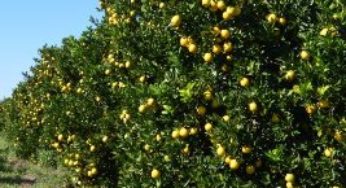 Safra de laranja é reestimada em 244,20 milhões de caixas