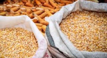 Tratamento de sementes aumenta produtividade da lavoura em 10%