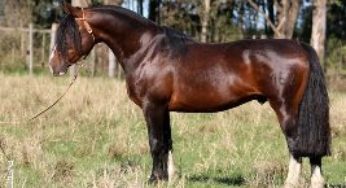 Cavalo campeão na Argentina será apresentado em leilão de Jayme Monjardim