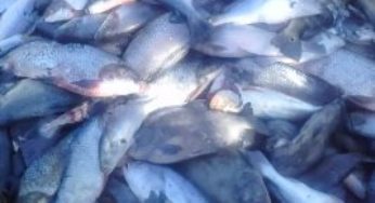 Fiscalização da importação do pescado protege produtor, indústria e consumidor