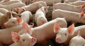 Certificação internacional vai alavancar a suinocultura em Mato Grosso