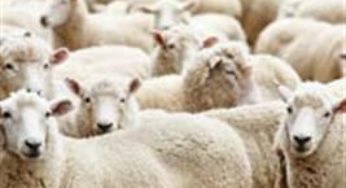 Vídeo mostra boas práticas e planejamento na produção de carneiros, ovelhas e cordeiros