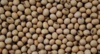 Software rastreia sementes para beneficiar produtores e agricultores