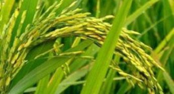 Arroz/Cepea: Ano começa com lentidão no mercado e queda nas cotações
