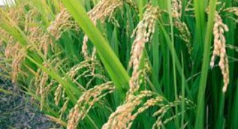 Produtividade e preços vão marcar abertura da colheita do arroz