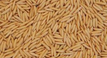 Lote de arroz com excremento de roedor é suspenso