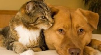 Associação protetora de animais promove bazar para sustentar 68 cachorros, gatos e galinhas
