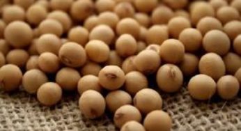 Lavouras de soja apresentam boas condições e deixam produtores otimistas