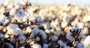 Algodão/Cepea: Baixa oferta pode sustentar preço da pluma no início do ano