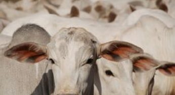 Mais de 1 milhão de bovinos foram vacinados contra febre aftosa em Sergipe