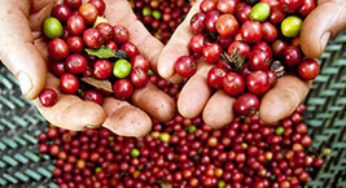 Noroeste Fluminense terá nova marca de café orgânico