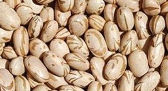 Produção de feijão-caupi em Mato Grosso será 96% maior nesta safra, estima Conab