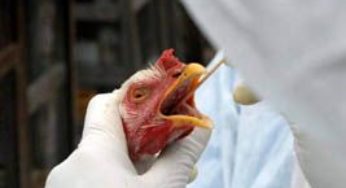 Pela prevenção à Influenza Aviária, setor de aves do Brasil bloqueia visitas