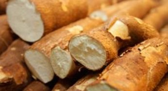 Mandioca/Cepea: Menor oferta deve impulsionar disputa por mandioca em 2017
