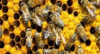 Instituto Biológico recebe curso sobre vida e manejo de abelhas nativas sem ferrão