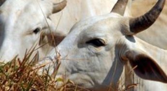 Desvalorização da arroba não garante menor preço à carne no varejo