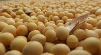 Importações de soja pela China crescem 23% em fevereiro