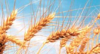 Trigo/Cepea: Oferta elevada deve seguir pressionando valores em 2017