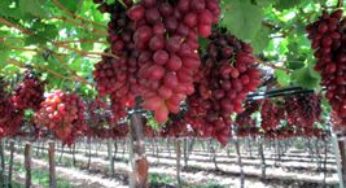 Safra de uva na Serra Gaúcha será acima da média