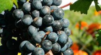 Sarandi escolhe maior cacho de uva do município