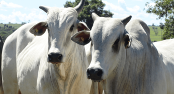 Pecuaristas se unem para reativar frigoríficos em Mato Grosso